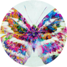 Wild Butterfly Avatar
